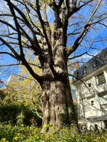 日比谷公園の写真・動画_image_569290