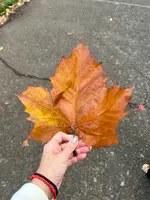 ミッドタウンガーデンの写真・動画_image_569302