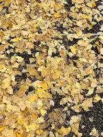 ミッドタウンガーデンの写真・動画_image_569306