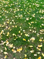 ミッドタウンガーデンの写真・動画_image_569308