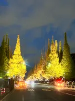 明治神宮外苑いちょう並木の写真・動画_image_569313