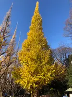 明治神宮外苑いちょう並木の写真・動画_image_569314