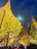 明治神宮外苑いちょう並木の写真・動画_image_569316