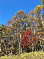 御射鹿池の写真・動画_image_569679