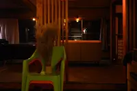 杖バーの写真・動画_image_570828