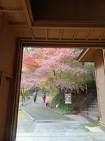 臼杵石仏（臼杵磨崖仏）の写真・動画_image_570835