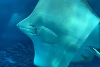 沖縄美ら海水族館の写真・動画_image_571322