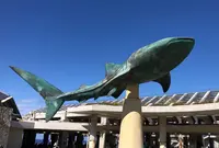 沖縄美ら海水族館の写真・動画_image_571329