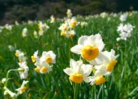 立川水仙郷の写真・動画_image_57134