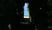備瀬のフクギ並木の写真・動画_image_571393