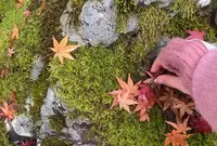 大本山永平寺の写真・動画_image_572609