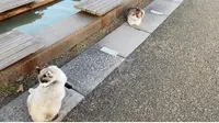 桜島溶岩なぎさ公園＆足湯の写真・動画_image_573349