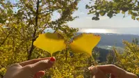 垂水千本イチョウ園の写真・動画_image_573351