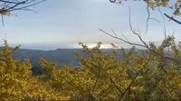 垂水千本イチョウ園の写真・動画_image_573352