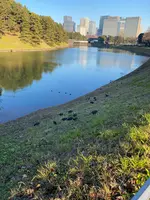 皇居外苑の写真・動画_image_574145