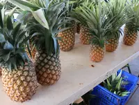 Dededo Flea market（デデドの朝市）の写真・動画_image_574549