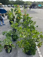 Dededo Flea market（デデドの朝市）の写真・動画_image_574550