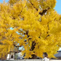 西本願寺の写真・動画_image_575308