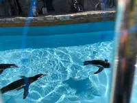 京都水族館の写真・動画_image_575354