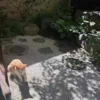 馳走いなせや(土雞料理)の写真・動画_image_575397