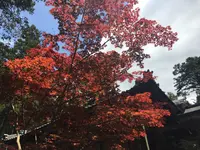 白毫寺の写真・動画_image_575477