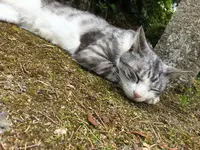 Gentenの写真・動画_image_575481