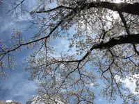 ささやまの森公園の写真・動画_image_575485