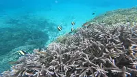 わいわいビーチの写真・動画_image_575582
