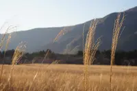 仙石原すすき草原の写真・動画_image_576679