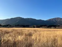 仙石原すすき草原の写真・動画_image_576681