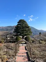 箱根強羅公園の写真・動画_image_576690