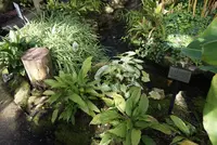 箱根強羅公園の写真・動画_image_576692