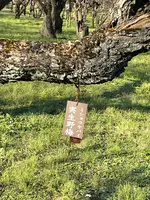 偕楽園の写真・動画_image_580186