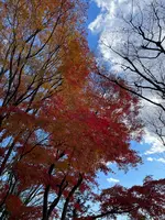 偕楽園の写真・動画_image_580187