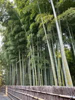 偕楽園の写真・動画_image_580188