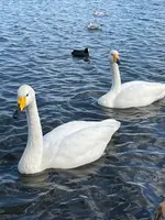 千波湖の写真・動画_image_580190