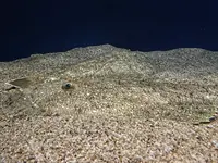 アクアワールド茨城県大洗水族館の写真・動画_image_580193