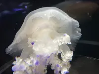 鶴岡市立加茂水族館（クラゲドリーム館）の写真・動画_image_580201