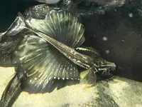 鶴岡市立加茂水族館（クラゲドリーム館）の写真・動画_image_580202