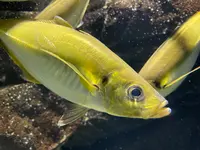 鶴岡市立加茂水族館（クラゲドリーム館）の写真・動画_image_580204