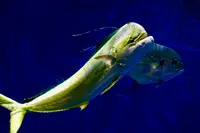 仙台うみの杜水族館の写真・動画_image_580208