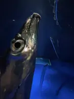 マリンワールド海の中道の写真・動画_image_580212