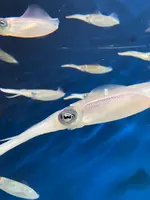 マリンワールド海の中道の写真・動画_image_580215