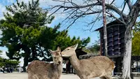 宮島桟橋の写真・動画_image_580513