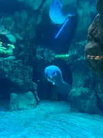 ジェノヴァ水族館の写真・動画_image_581236