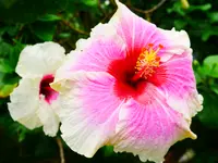 ユートピアファーム宮古島の写真・動画_image_581641