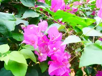 ユートピアファーム宮古島の写真・動画_image_581648