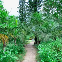 由布島の写真・動画_image_581771