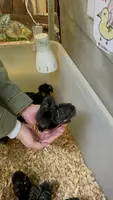 草津熱帯圏の写真・動画_image_581812