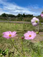 中之条ガーデンズの写真・動画_image_581838